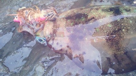 大潮　満月に誘われて