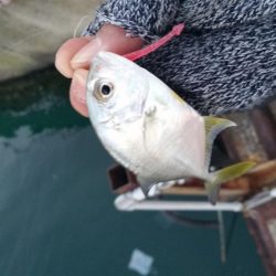 メバリングのはずが、メッキング