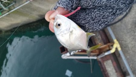 メバリングのはずが、メッキング