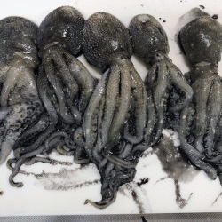 姫路イイダコ(2017-5)