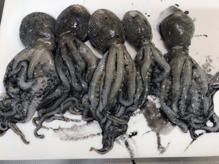 姫路イイダコ(2017-5)