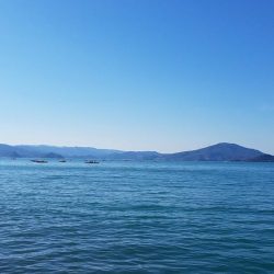 まだ居ました。