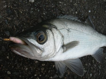 ショアジギングで珍しくヒラスズキが連発