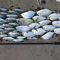 爆風アジングとライトショアジキ