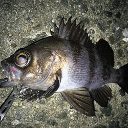 姫路メバル(2017-6)