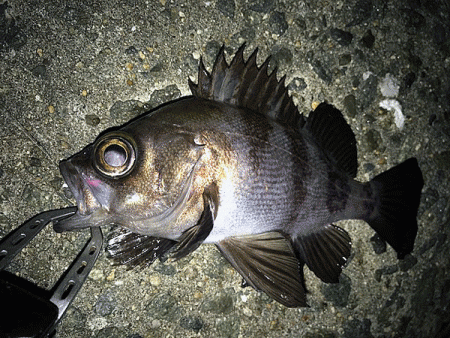 姫路メバル(2017-6)