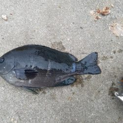 五目釣り ~石ゴカイの強みを再確認~