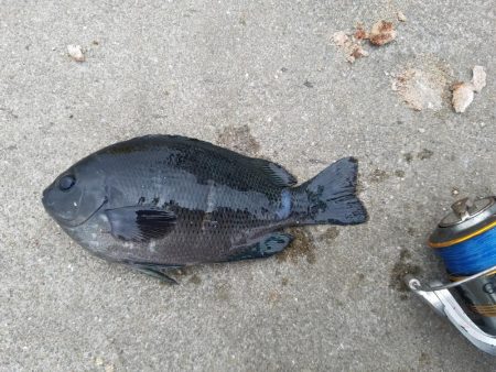 五目釣り ~石ゴカイの強みを再確認~