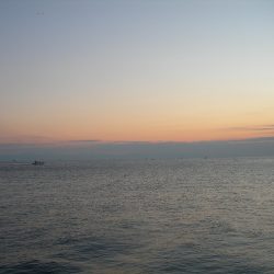 ショアジギングのジグに良型アオリイカがヒット