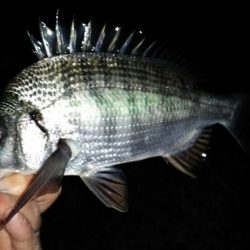 メバリングでチヌ