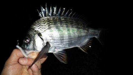 メバリングでチヌ