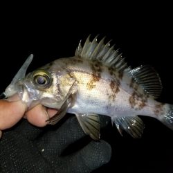 ライトワインド