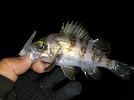 ライトワインド