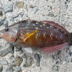 カワハギ釣り　～少し投げるのが吉～