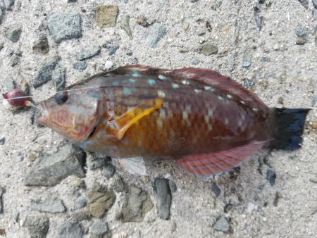 カワハギ釣り　～少し投げるのが吉～