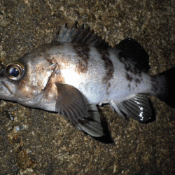 姫路メバル(2017-7)