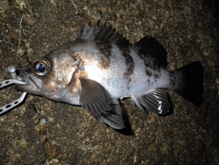 姫路メバル(2017-7)