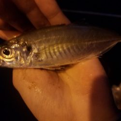 サビキ釣り ~初めてクエを釣る~