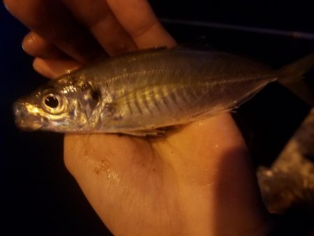 サビキ釣り ~初めてクエを釣る~