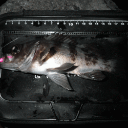 姫路メバル(2017-9)