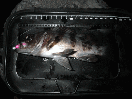 姫路メバル(2017-9)