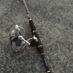 渋いけどまだパラパラ