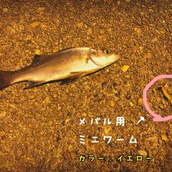 メバルくんを求めて…★