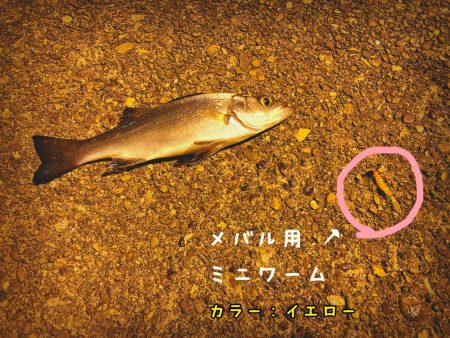 メバルくんを求めて…★