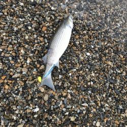 五目釣り達成？