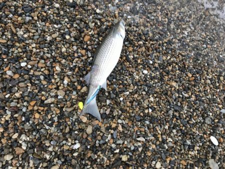 五目釣り達成？