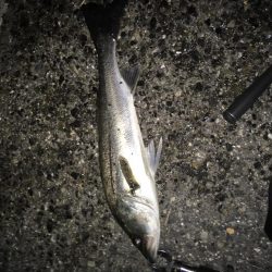 来年もまた！！！