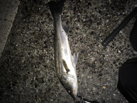 来年もまた！！！