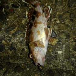 太刀魚、ガシラGET！！