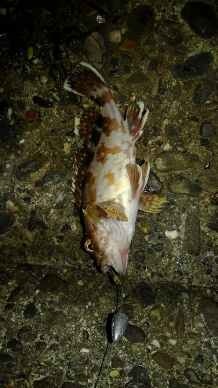 太刀魚、ガシラGET！！