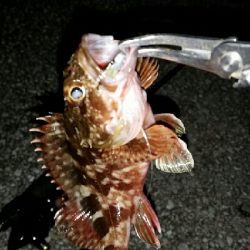 サイズupならず