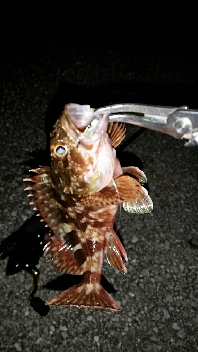 サイズupならず