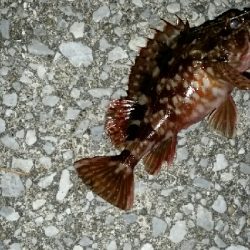 20㎝以上を釣るために