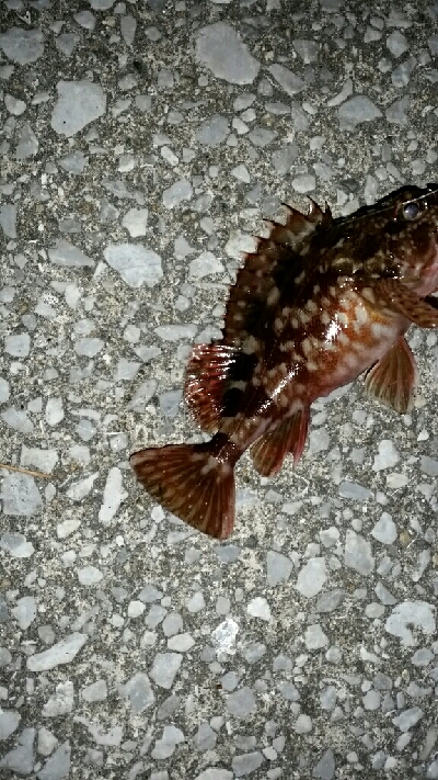 20㎝以上を釣るために