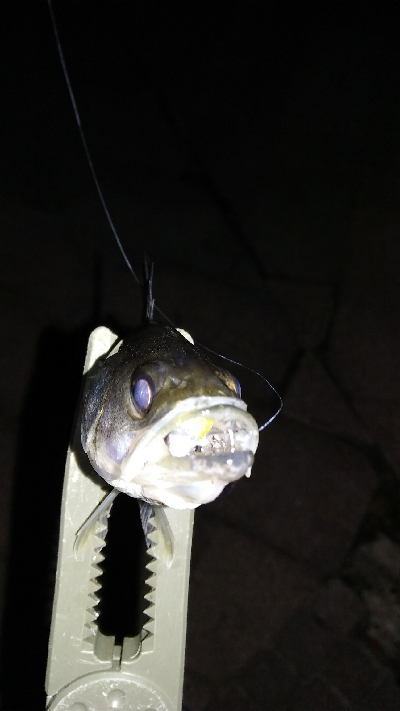 ライトゲームにて