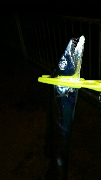 タチウオ、中アジ、クリスマスイブ