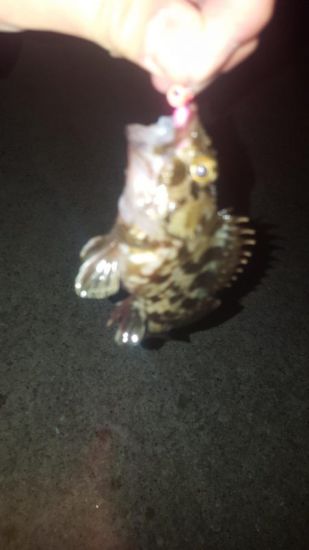 せいご　タケノコめばる