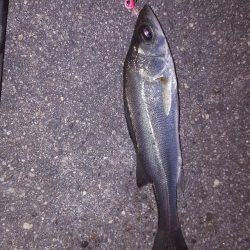 せいご、タケノコメバル