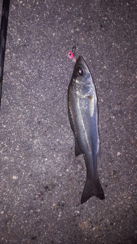 せいご、タケノコメバル