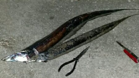 渋い中なんとか良型一本