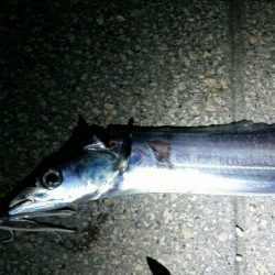 爆風と極寒でも釣れるタチウオ