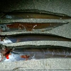 そろそろドラゴンサイズに期待！