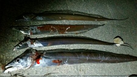 そろそろドラゴンサイズに期待！