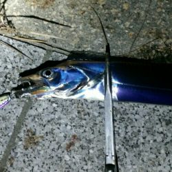 湾奥タチウオまだまだ好釣！！