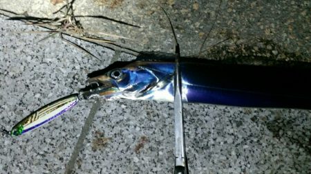 湾奥タチウオまだまだ好釣！！