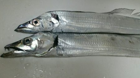 アタリはそこそこ、渋い中なんとか……